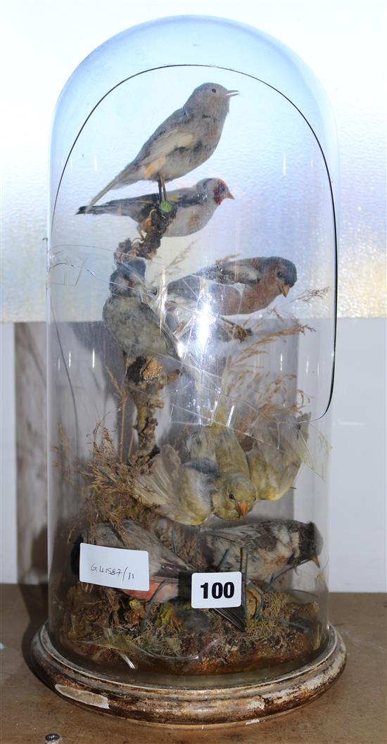 7 stuffed birds in a glass dome